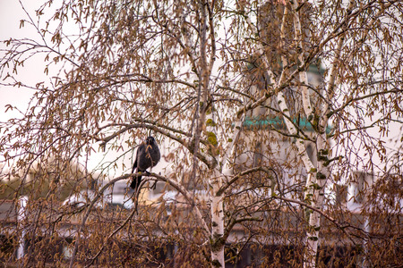 Shot of black and grey crow with sitting in birch tree in late autumn on background of catholic church and overcast sky. Bird is looking in camera with bright blue eyes. Crow is looking for food.の写真素材