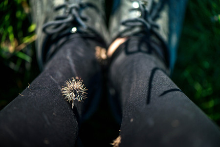 Macro shot of a sharp thistle flower stuck on black tights, on leg, ankle. Girl walking through long grass in meadow on countryside. Dusts and dirt all around. Dirty clothes and shoes. Rural landscapeの写真素材
