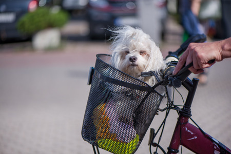 Small, white and fluffy dog sitting in bicycle basket. Windy dayの写真素材