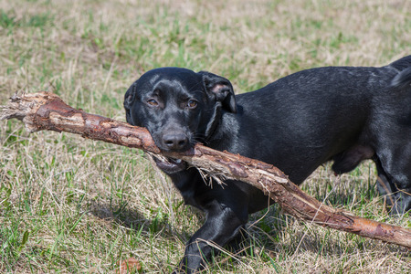 Lovely, black dog carrying a long branch on lake side, looking and patiently waiting for its owner to play with it. Happiness, love. Smart puppy focuses on commandsの写真素材