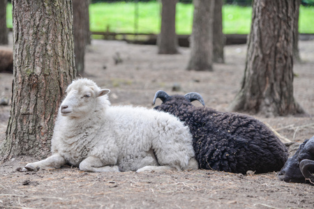 Two sheep laying on ground in small farm surrounded by forest trees and wooden fenceの写真素材