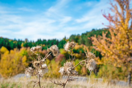 Dry thistle flower in front and tree with completely red leaves against an orange and evergreen tree covered mountain side in the background. Beautiful, colorful autumn natureの写真素材