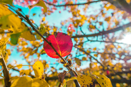 A single red leaf still hanging on a branch with other yellow leaves. Beautiful, colorful autumn...
