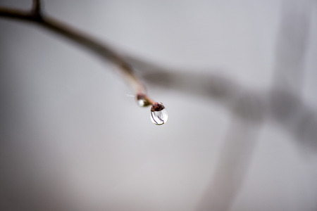 Late autumn scene of cold rainy day. Wet branches in the forest, full of small raindropsの写真素材