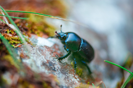 Macro shot of a blue bug walking on cliff rocks deep in the mountain forest on colorful autumn backgroundの写真素材