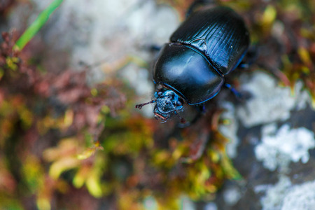 Macro shot of a blue bug walking on cliff rocks deep in the mountain forest on colorful autumn backgroundの写真素材
