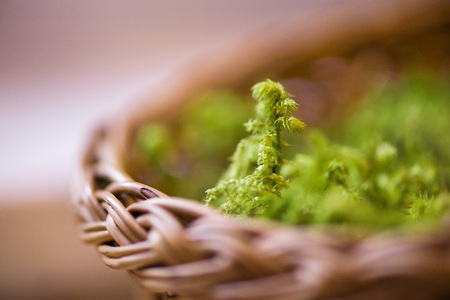 Mini forest in a wicker wooden basket. Easter morning. Basket full of green moss and herbsの写真素材