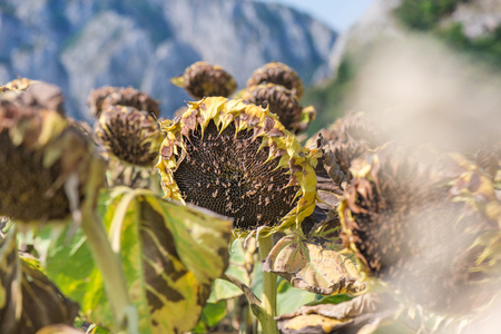 Sunflower field ready for harvest. Mountain side with a ravine, forest-covered hill seen in the backgroundの写真素材