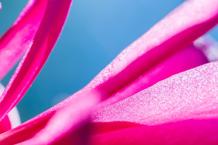 Macro shot of a pink cactus blossom on a clear blue sky background on a sunny summer dayの写真素材