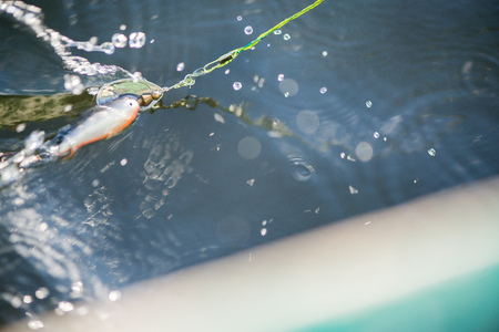 Old plastic spinning bait catching fishes in water. Splashes, water drops around. Calm water...