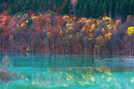 Beautiful, colorful autumn tree reflection in water. Drowned village at Geamana lake near gold mine. Cyanide pollution and turquoise water, ecological disaster. Polluted lake with mining residualsの写真素材