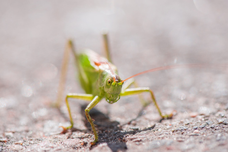Big, green grasshopper sitting on asphalt road. Sunny summer backgroundの写真素材