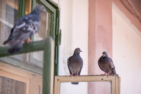 Pigeons sitting on window waiting for food. Birds having a conversation. Urban wildlifeの写真素材