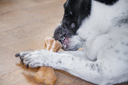 Happy, healthy dog laying in the living room and chewing a boneの写真素材