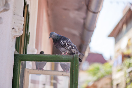 Pigeons sitting on window waiting for food. Birds having a conversation. Urban wildlifeの写真素材
