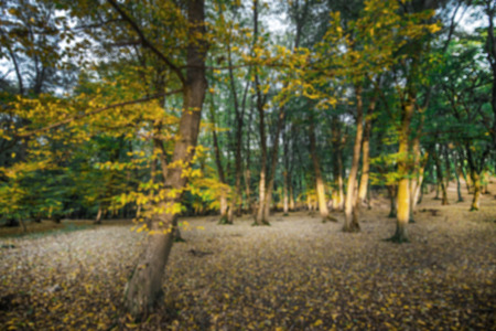 Autumn scene of colorful forest full of fallen yellow, red, and orange leaves. Changing seasons. Calm and relaxing hike in dark and spooky woods during sunsetの写真素材