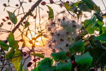Fluffy cotton flower against a sunset lit background. Beautiful, colorful nature, autumn background.