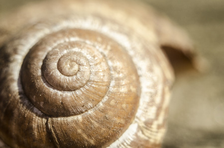 Brown broken and empty snail shell laying on the ground in the middle of a garden on a late winter....
