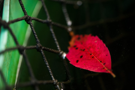 Beautiful, fallen red autumn leaf tangled in rustic net and floating on dirty water in barrel....