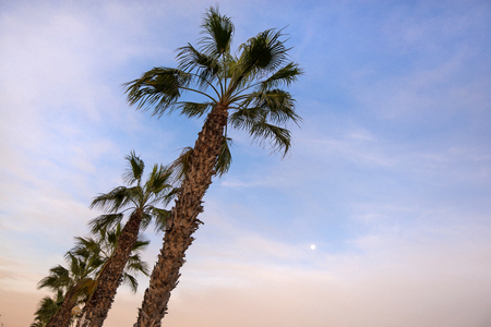 Beautiful big palm trees on cloudy blue sunset or sunrise sky background. Full moon in the background. Tropical landscape with coconut palm silhouettes at the beach side.の写真素材