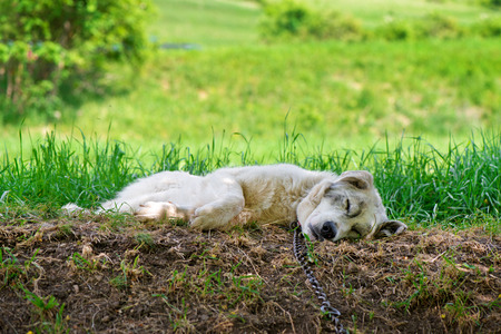 A lonesome dog is sleeping and tied to a chain next to an animal shelter in mountains. Dog is...
