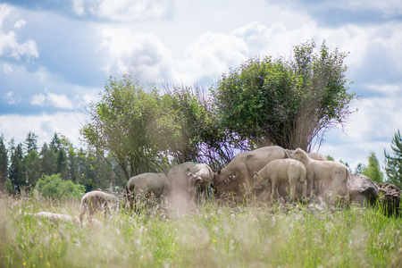 The herd of sheep standing on small hill of rocks under trees, hiding from sun rays and eating grassの写真素材
