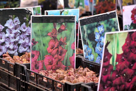 Boxes and crates full of variety of flower seeds and seedlings for new spring season and ready made flower beds for garden. Pictures of generic flowers indicate the species and color of flower.のeditorial素材