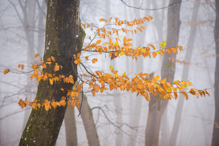A single orange leaf still hanging on branch in late autumn. Thick, white for all around. Dark, scary forest in mountainsの写真素材