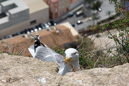 A seagull created a nest for laying eggs and raising babies on the edge of fortress ruins at a dangerous height. Extreme location for seagull nest. City view in the background.の写真素材
