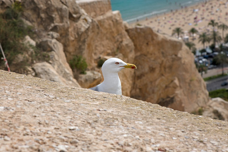 A seagull created a nest for laying eggs and raising babies on the edge of fortress ruins at a dangerous height. Extreme location for seagull nest. Mountain rock background.の写真素材