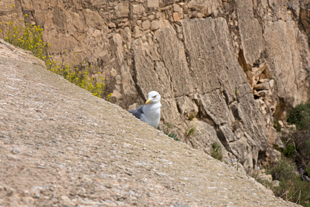A seagull created a nest for laying eggs and raising babies on the edge of fortress ruins at a dangerous height. Extreme location for seagull nest. Mountain rock background.の写真素材