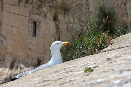 A seagull created a nest for laying eggs and raising babies on the edge of fortress ruins at a dangerous height. Extreme location for seagull nest. Mountain rock background.の写真素材