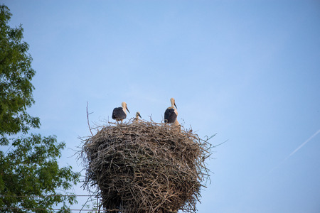 White stork family in nest. young chicks are learning to fly. Storks has returned to their nests.