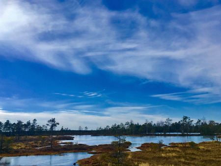Swamp hiking track on a natural park. Concept of Active lifestyle.  Beautiful nature landscape in...
