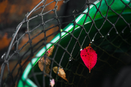 Beautiful, fallen red autumn leaf tangled in rustic net and floating on dirty water in barrel. Vintage look image. Dust and sun rays all around.の写真素材
