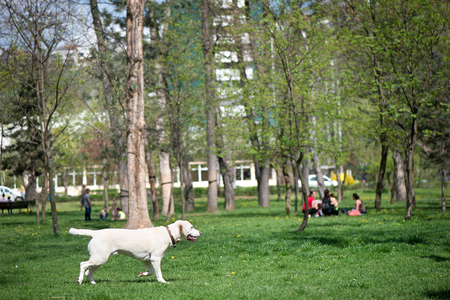 Dog is catching a ball in park. Concept of active lifestyle. Happy big dog is going on a walk outdoorsの写真素材