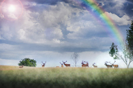 Beautiful young and adult mule red deer bucks (cervus elaphus) herd with growing antlers in the meadow on dramatic monsoon rain storm, rainbow, cloudy sky background. Majestic animals in natural parkの写真素材