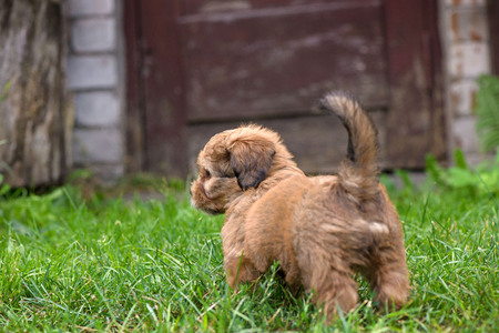 Little, lovely, fluffy, cute brown puppy is left alone on at home garden. Concept of abandoned domestic animals and pets. Curious or scared dog. Concept of discovering the world, everything is newの写真素材