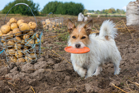 Smart and lovely, fluffy Jack Russell terrier sitting on potato harvest field in countryside, looking to its owner and willing to play, catch the ball or flying dosc. Dog is full with energyの写真素材