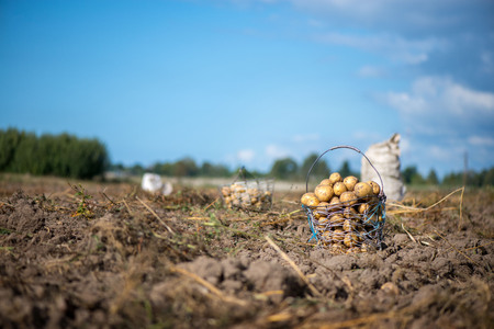 Wired, wicker basket full of freshly dug dirty new potatoes on field, ground during vegetable harvest in autumn.の写真素材