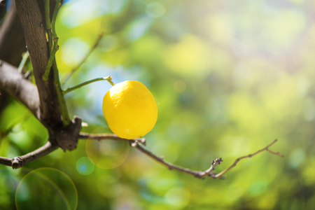 Ripe yellow lemon fruit in a branch on sunny summer day. Bright, soft sun rays from corner creating soft light.の写真素材