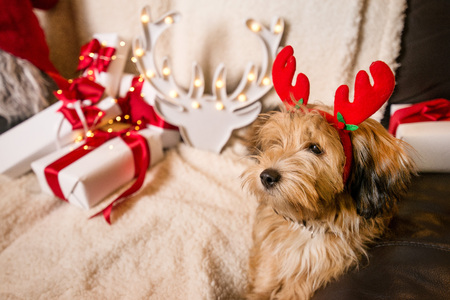 Lovely, cute puppy with reindeer antlers obediently sitting next to Christmas presents, gift boxes with red ribbons on white, fluffy, cozy blanket. Glowing reindeer decoration and fairy lights.の写真素材