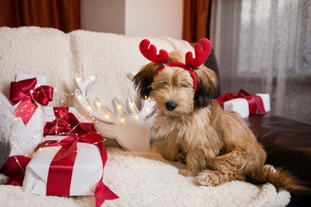 Lovely, cute puppy with reindeer antlers obediently sitting next to Christmas presents, gift boxes...