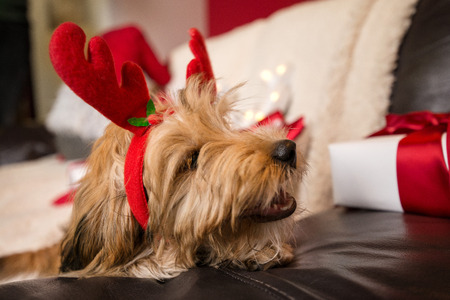 Lovely, cute puppy with reindeer antlers obediently sitting next to Christmas presents, gift boxes with red ribbons on white, fluffy, cozy blanket. Glowing reindeer decoration and fairy lights.の写真素材