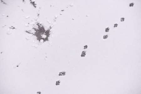 Traces of animals in snow. Deer, moose, wolf, fox, dog, cat paws footprints in the forest. Concept of hunting and shooting wild animals. Migration and mating time.の写真素材