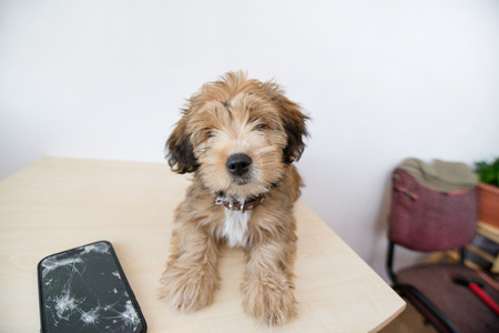 Broken and damaged smartphone with cracks on glass screen next to disobedient puppy. Accident. Dog has ruin and bitten the cell phone. Concept of warranty and lost smartphoneの写真素材