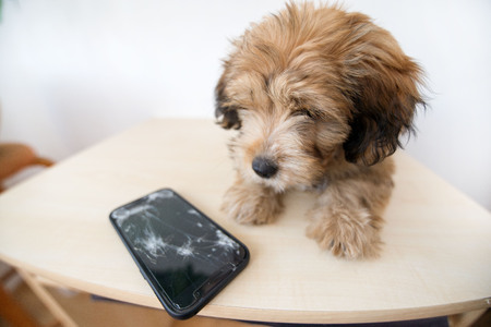 Broken and damaged smartphone with cracks on glass screen next to disobedient puppy. Accident. Dog has ruin and bitten the cell phone. Concept of warranty and lost smartphoneの写真素材