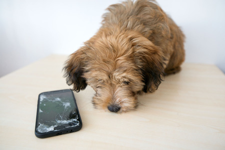 Broken and damaged smartphone with cracks on glass screen next to disobedient puppy. Accident. Dog has ruin and bitten the cell phone. Concept of warranty and lost smartphoneの写真素材