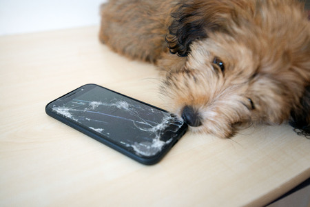 Broken and damaged smartphone with cracks on glass screen next to disobedient puppy. Accident. Dog has ruin and bitten the cell phone. Concept of warranty and lost smartphoneの写真素材