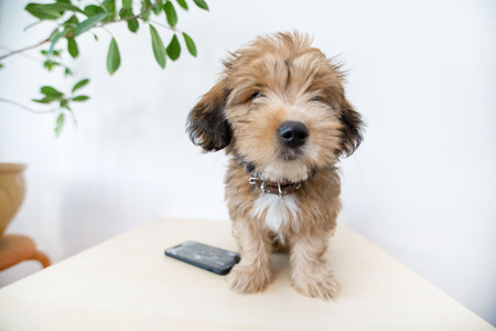 Broken and damaged smartphone with cracks on glass screen next to disobedient puppy. Accident. Dog...